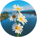 Williams Nguyễn profile picture